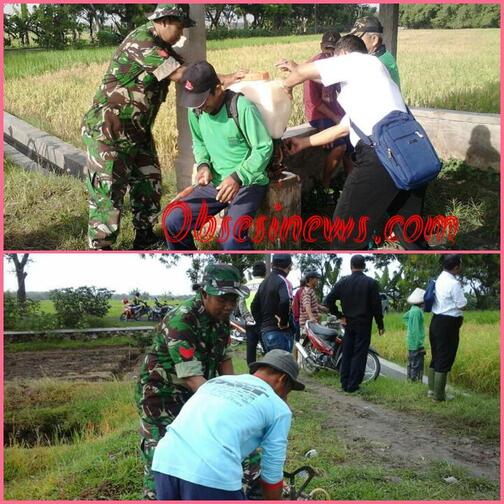 Wereng Coklat Menyerang Tanaman Petani Desa Bayem