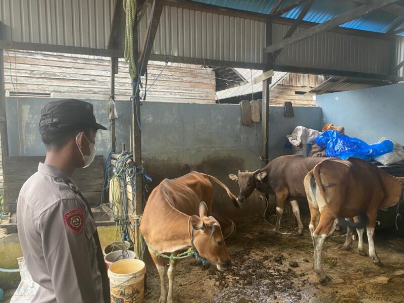 Jelang Idul Adha, Polsek Tanbu Laksanakan Pengecekan Hewan Ternak