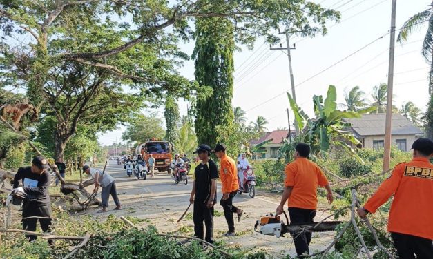 BPBD Akan Gerak Cepat Tangani Pohon Tumbang yang Menutup Ruas Jalan Akibat Angin Kencang