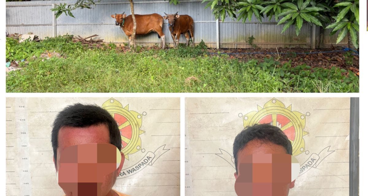 Polsek Angsana Berhasil Amankan Pelaku Penadahan dan Pencurian Sapi