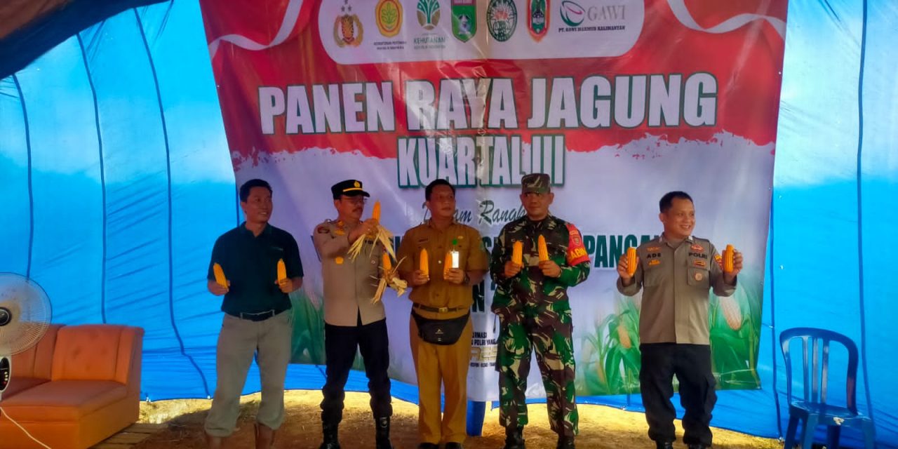 Koramil 1022-04/Satui Hadiri Panen Raya Jagung Kwartal III yang digelar PT Gawi Makmur Kalimantan