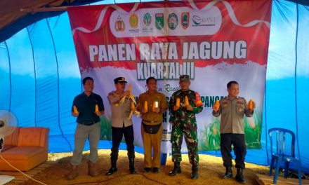 Koramil 1022-04/Satui Hadiri Panen Raya Jagung Kwartal III yang digelar PT Gawi Makmur Kalimantan
