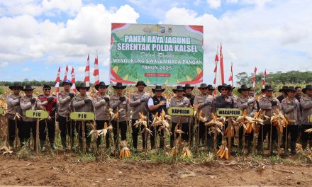 Polda Kalsel Gelar Panen Raya Jagung Serentak 2025