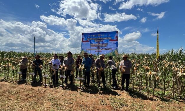Presiden RI Pimpin Panen Raya Jagung Serentak Kuartal II